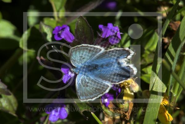 Alpine Argus