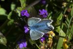 Alpine Argus