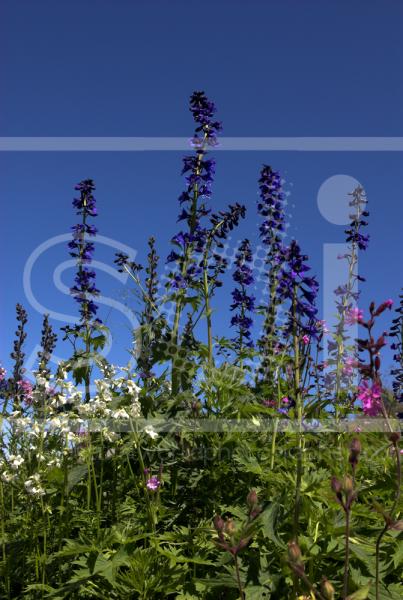 Alpine Larkspur