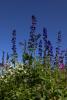 Alpine Larkspur