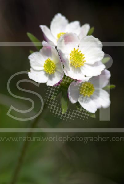 Anemone Narcissiflora