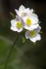 Anemone Narcissiflora