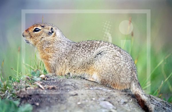 Arctic Ground Squirrel