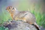 Arctic Ground Squirrel