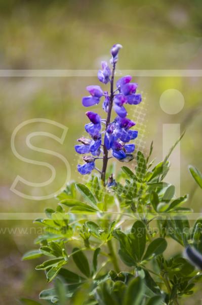 Arctic Lupine