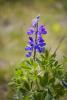 Arctic Lupine