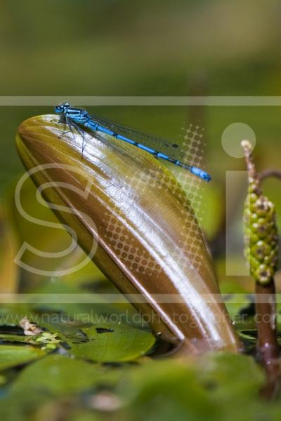 Azure Damselfly