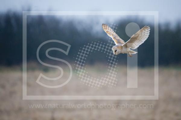 Barn Owl