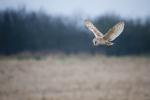 Barn Owl