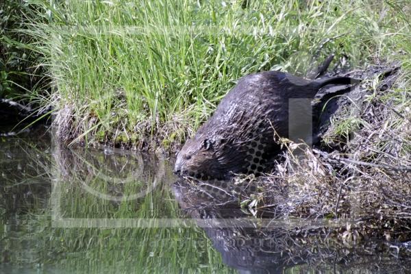 Beaver