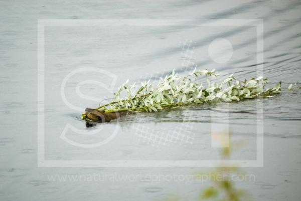 Beaver Swimming