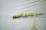 Beaver Swimming