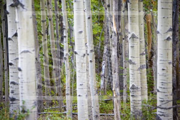 Birch Trees