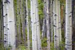 Birch Trees