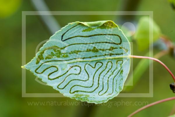 Birch Leaf