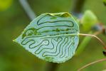 Birch Leaf