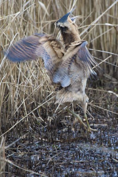 Bittern displaying