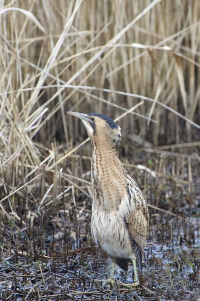 Bittern