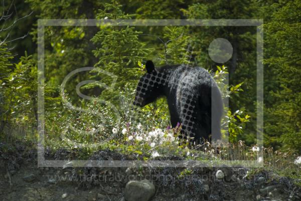 Black Bear in Cotton Grass