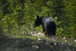 Black Bear in Cotton Grass