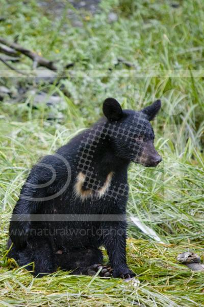 Black Bear scratching