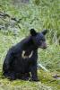 Black Bear scratching