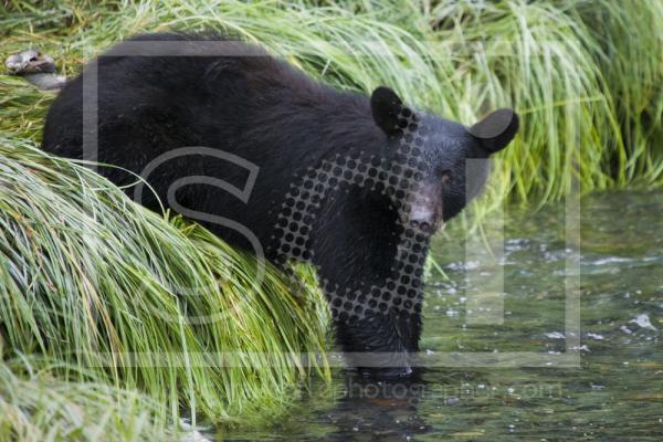 Black Bear posing