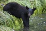 Black Bear posing