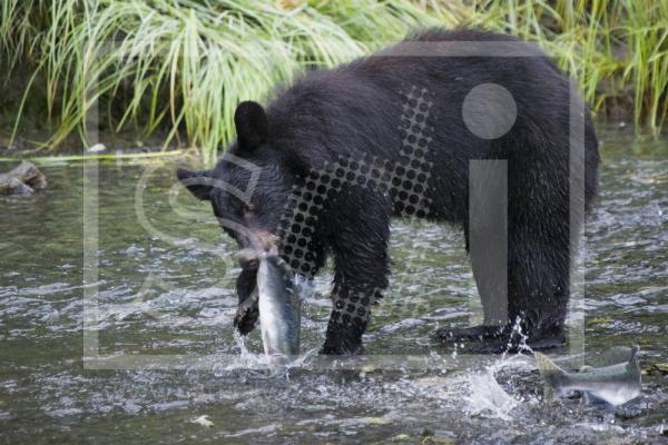 Black Bear Fishing