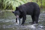 Black Bear Fishing