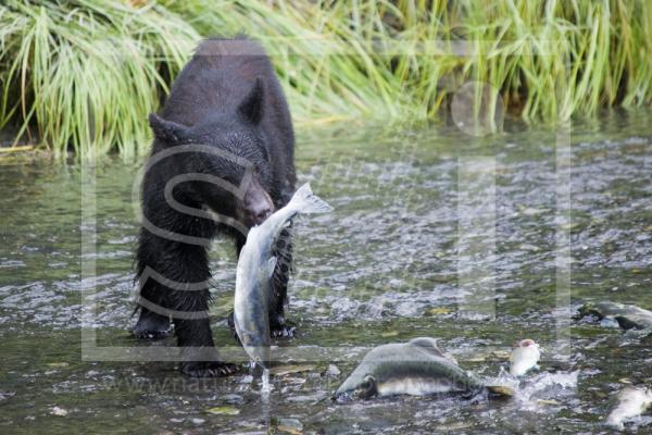 Black Bear and Salmon