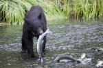 Black Bear and Salmon