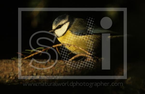 Blue Tit