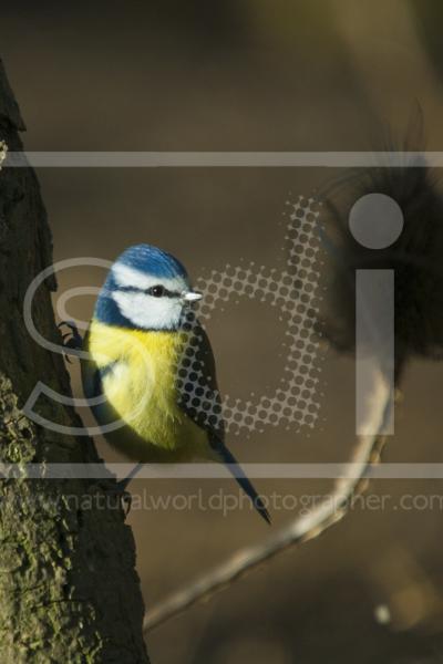 Blue Tit Perching