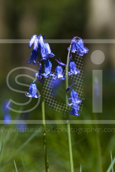 Bluebells