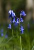 Bluebells