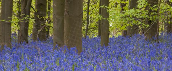 Bluebell Panoramic