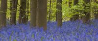 Bluebell Panoramic