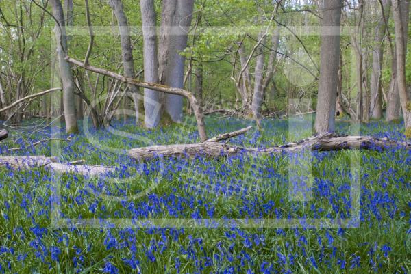 Bluebell Wood