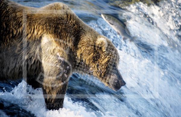 Brown Bear Fishing