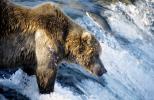 Brown Bear Fishing