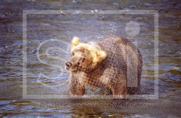 Brown Bear Shaking Itself Dry