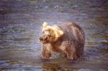 Brown Bear Shaking Itself Dry