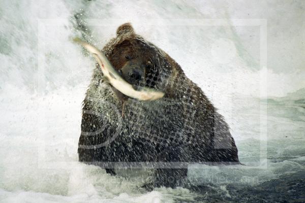 Brown Bear and Salmon