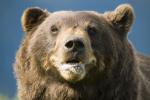 Brown Bear Portrait