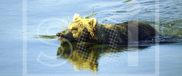 Brown Bear Swimming