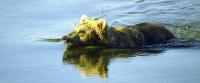 Brown Bear Swimming