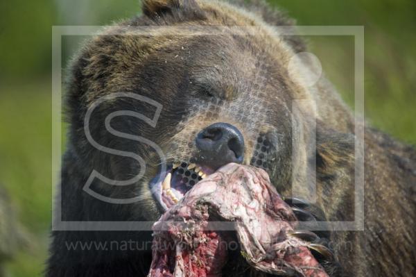 Brown Bear Feeding