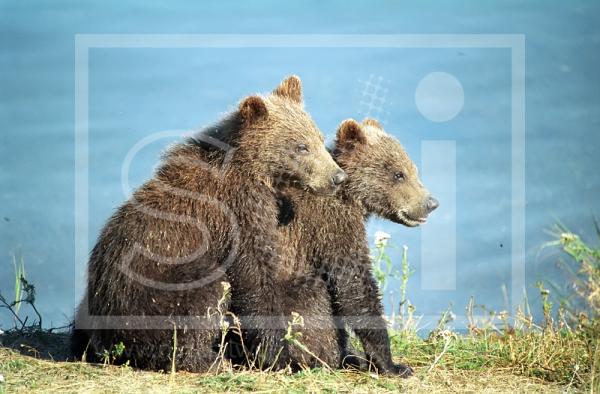 Brown Bear Spring Cubs