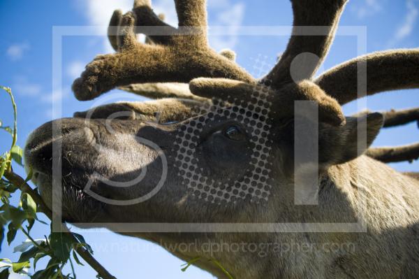 Caribou Portrait